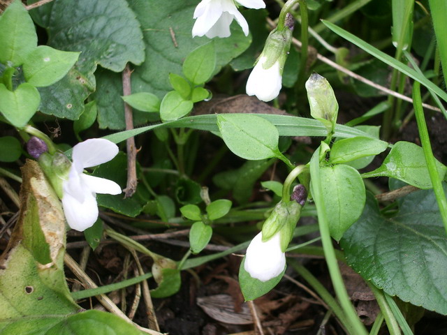 Viola alba